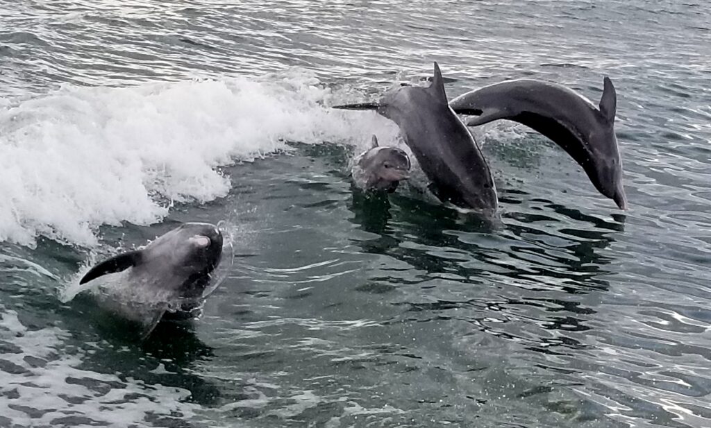 dolphins leaping